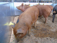 Pigs Dumfries Mart (10)